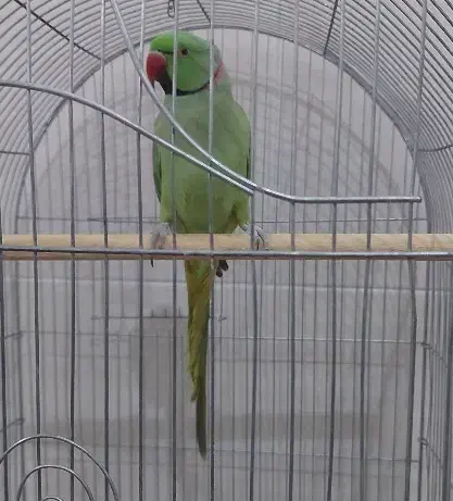 معاوضه طوطی با قناری و گوسفند|پرنده|یزد, |دیوار