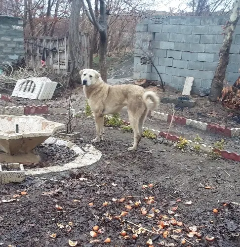سگ پژدر|سگ|تویسرکان, |دیوار
