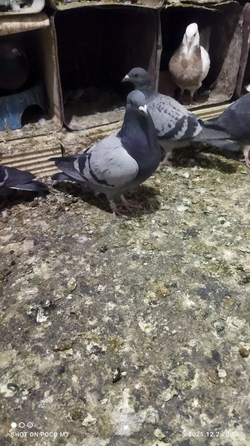 انواع پلاکی|پرنده|یاسوج, |دیوار