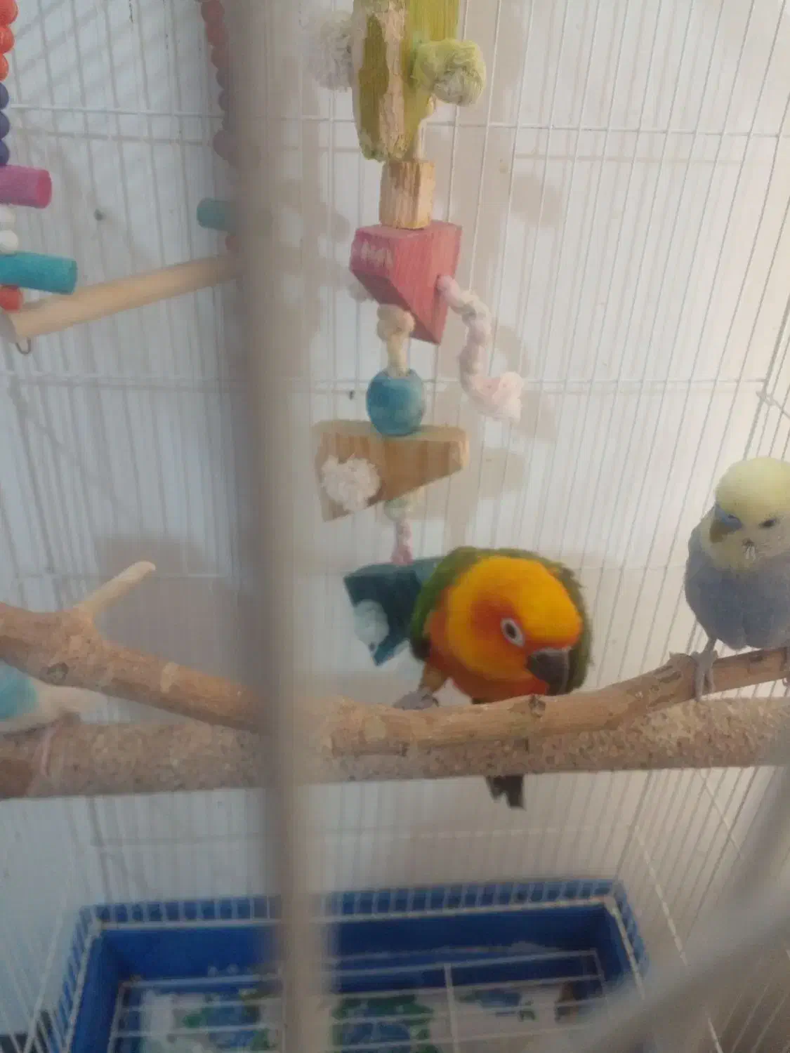 تعدادی عروس هلندی سخنگو مرغ عشق سخنگو.خطوطی خورشید|پرنده|تاکستان, |دیوار