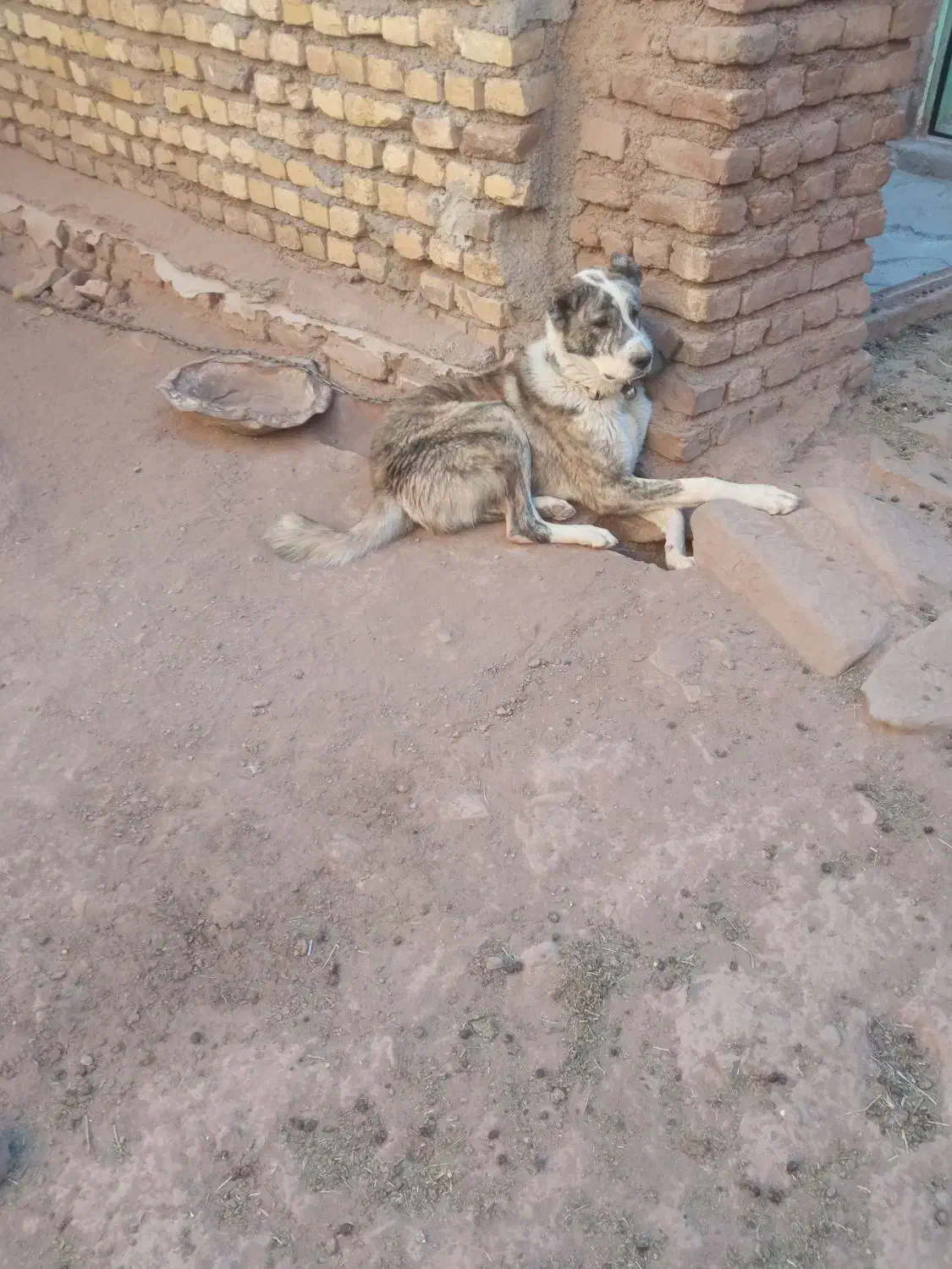 توله سگ|سگ|تربت‌حیدریه, بالا ولایت|دیوار