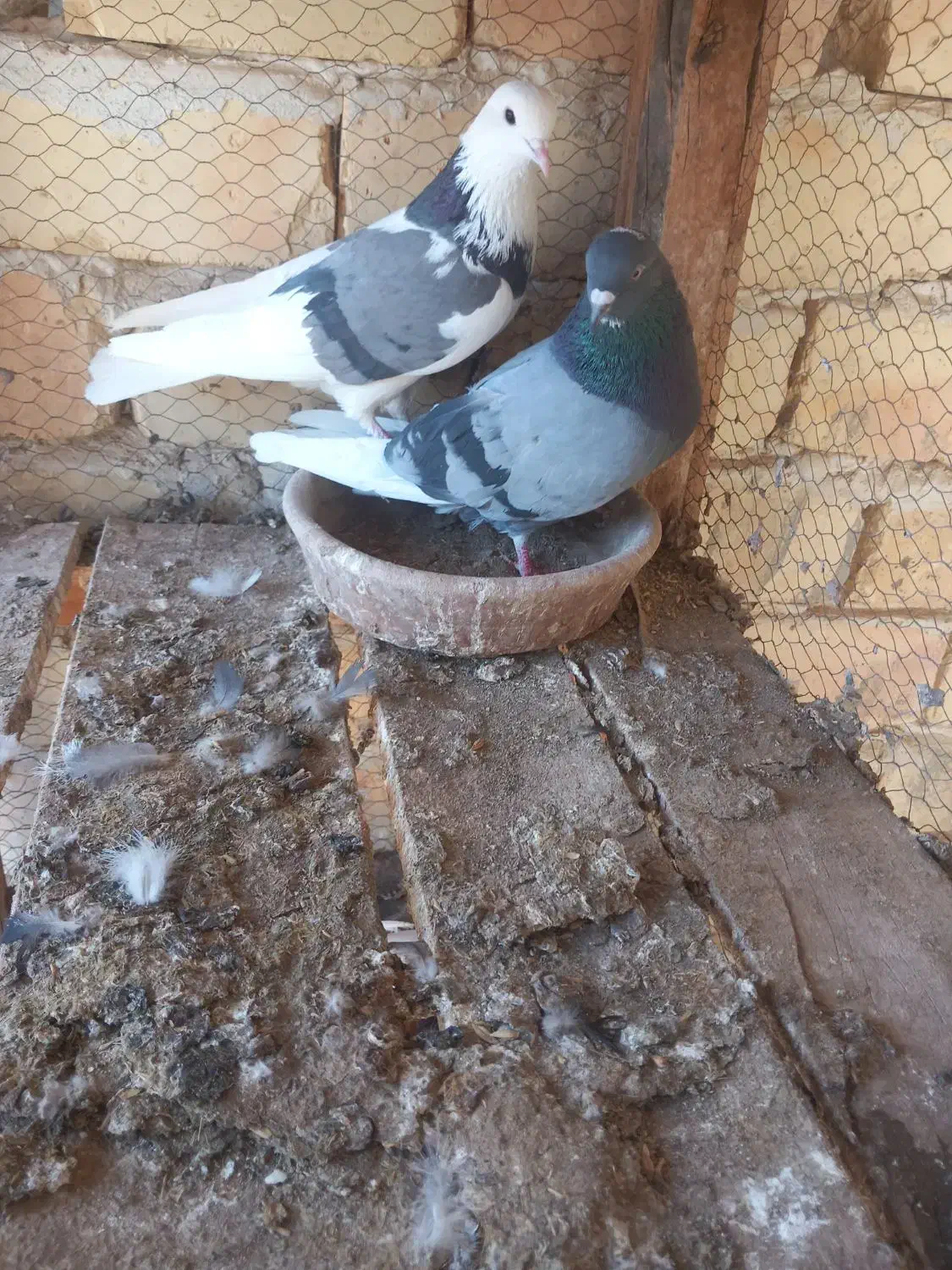 کبوتر|پرنده|آران و بیدگل, |دیوار