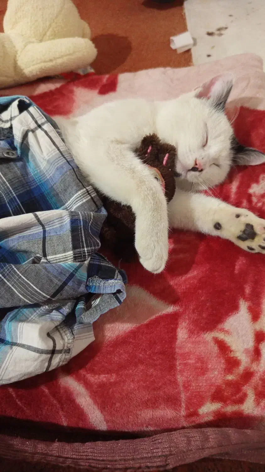 گربه شیریشن|گربه|خاو و میرآباد, |دیوار