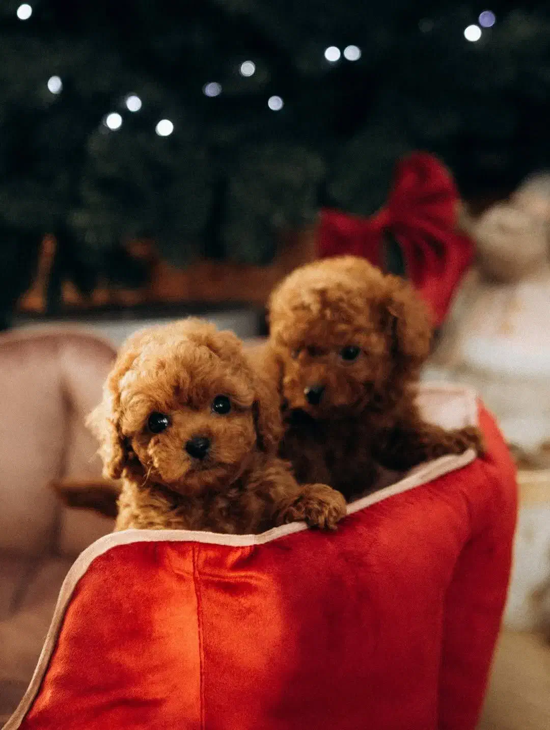 Pomeranian / Poodle / Shihtzu / dog Original|سگ|اصفهان, خواجو|دیوار