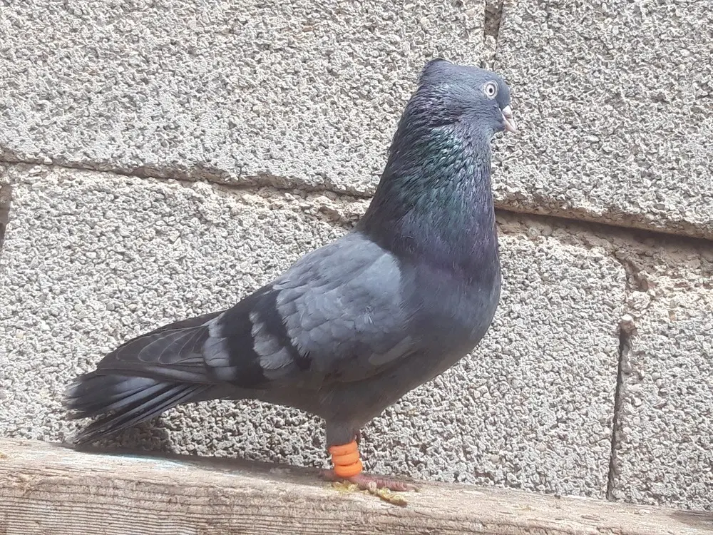 کفتر|پرنده|چمران, |دیوار