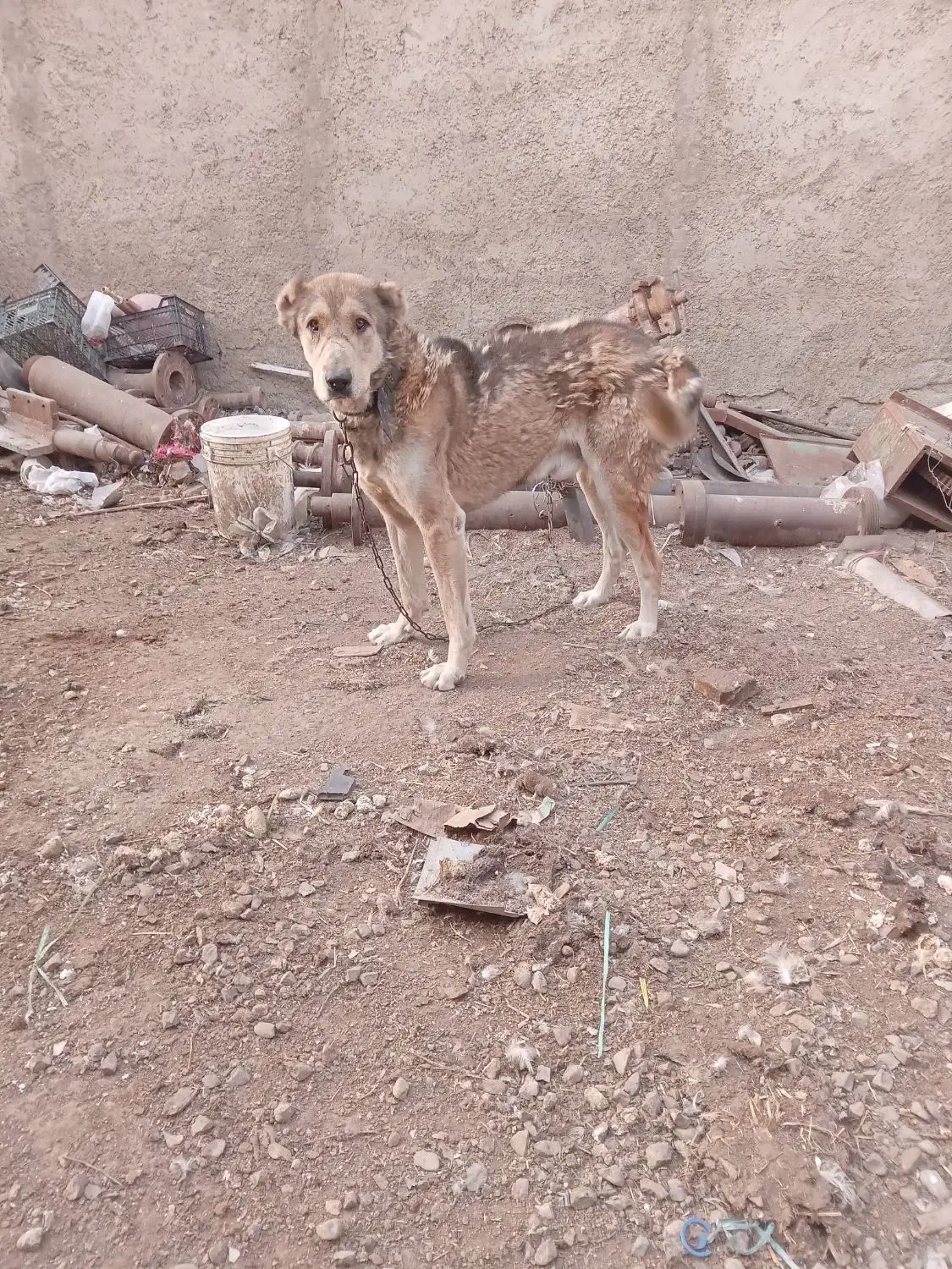 سگ سرابی|سگ|ورامین, خیر آباد|دیوار