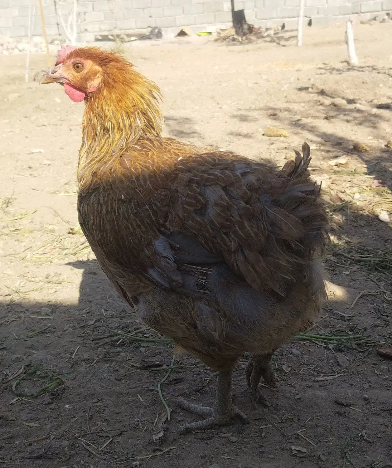 مرغ محلی|حیوانات مزرعه|محمدشهر, شهرک چمران|دیوار