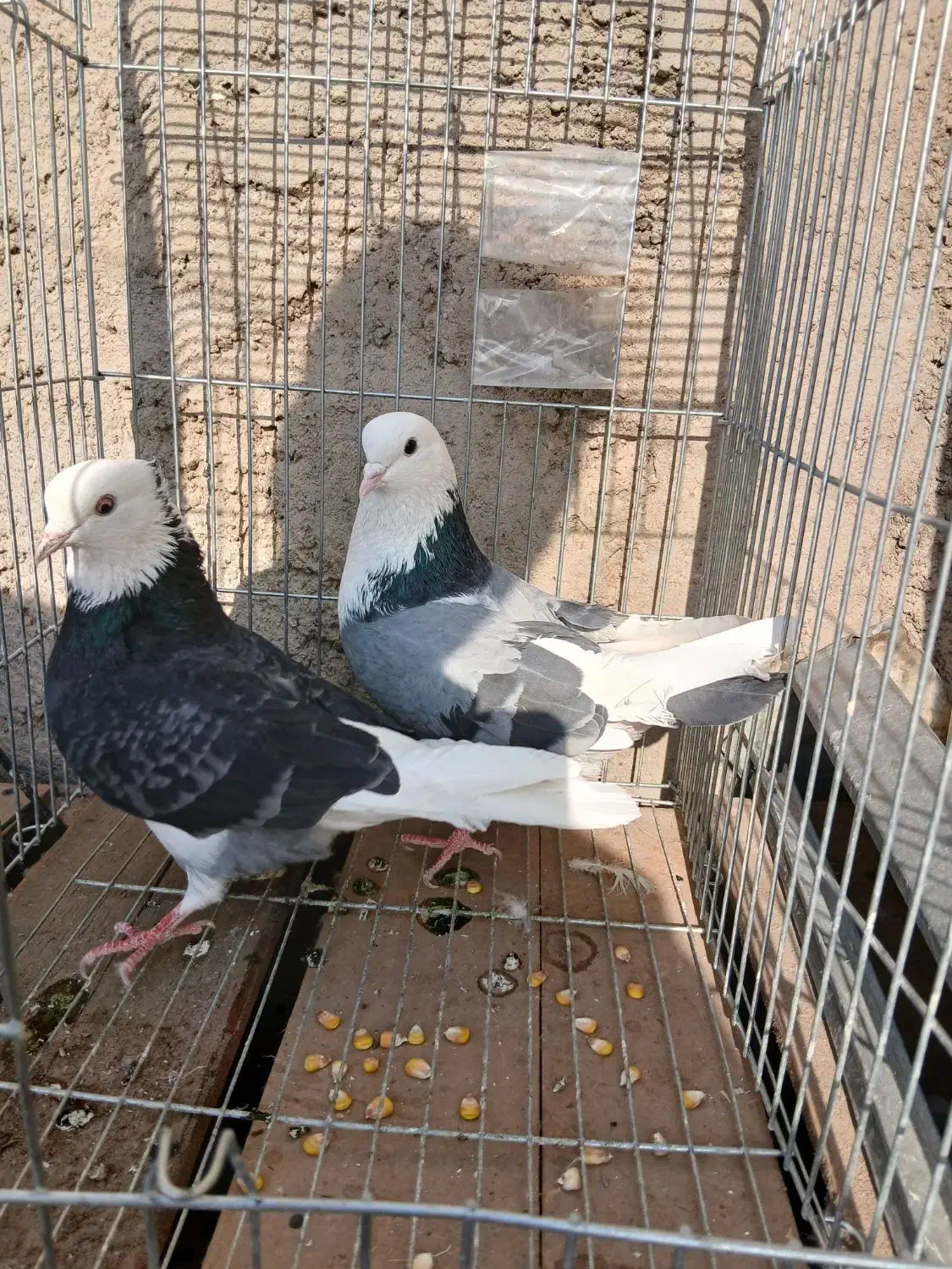 کبوتر پرشی ابلغ|پرنده|کهریزک, |دیوار