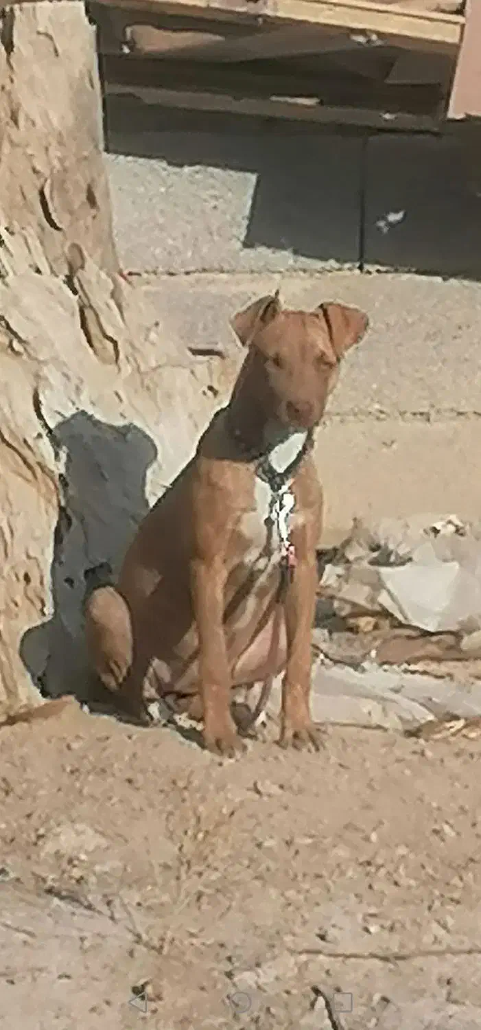 واگذاری پیت بول|سگ|مشهد, ویلاشهر|دیوار