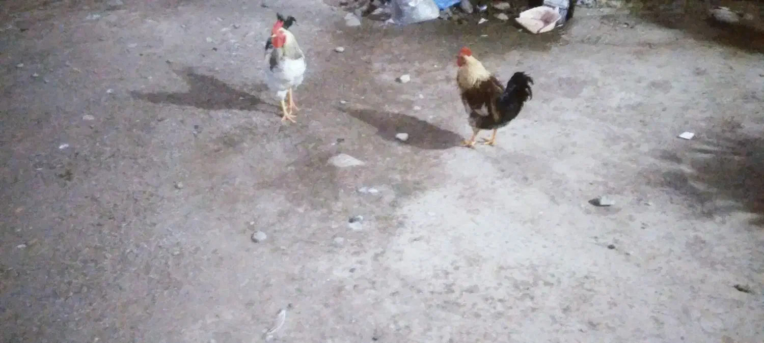 خروس محلی جوان|حیوانات مزرعه|ماسال, |دیوار