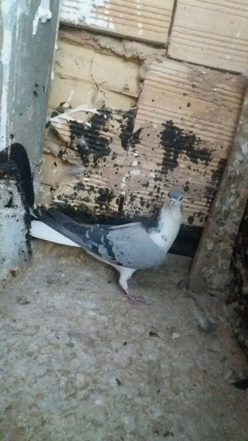 کبوتربدرنگ|پرنده|نائین, |دیوار