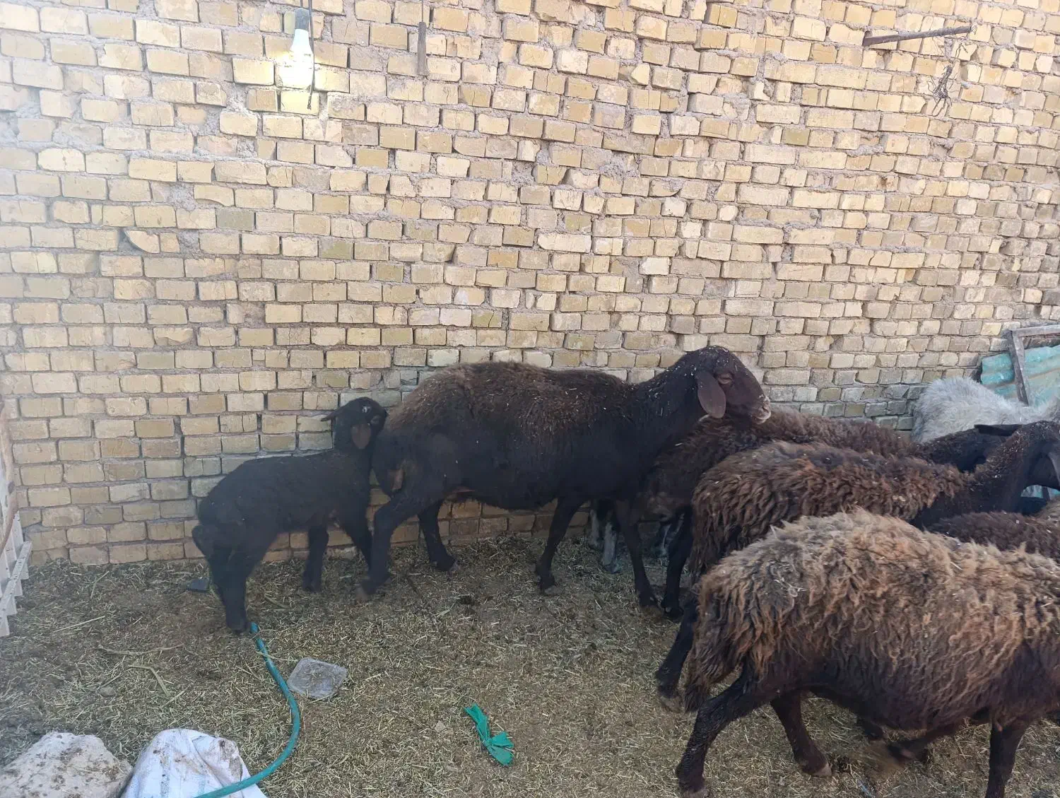 میش بره افشاری|حیوانات مزرعه|اردکان, |دیوار