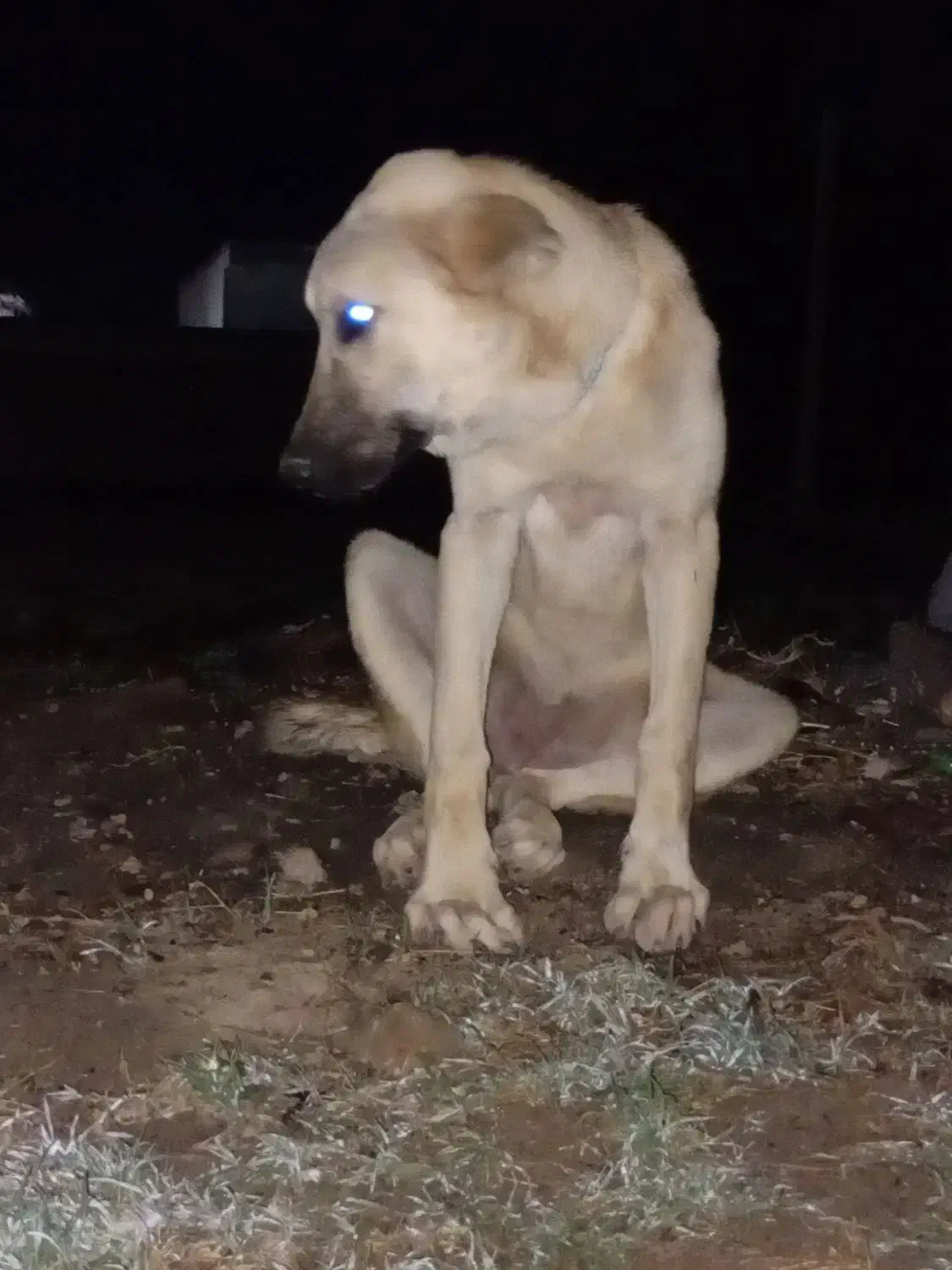 ماده پژدر۴ماهه فروشی نوه جی قهرمان|سگ|آق قلا, |دیوار