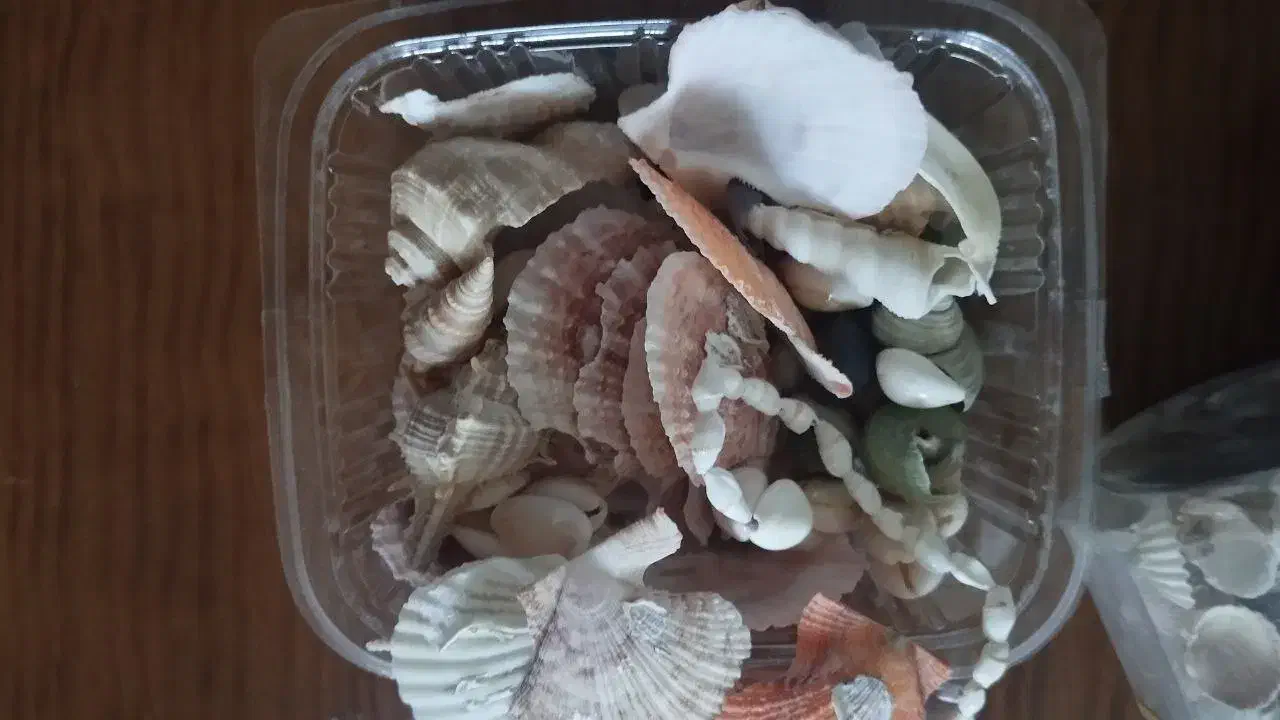 صدف|ماهی|مشهد, هدایت|دیوار