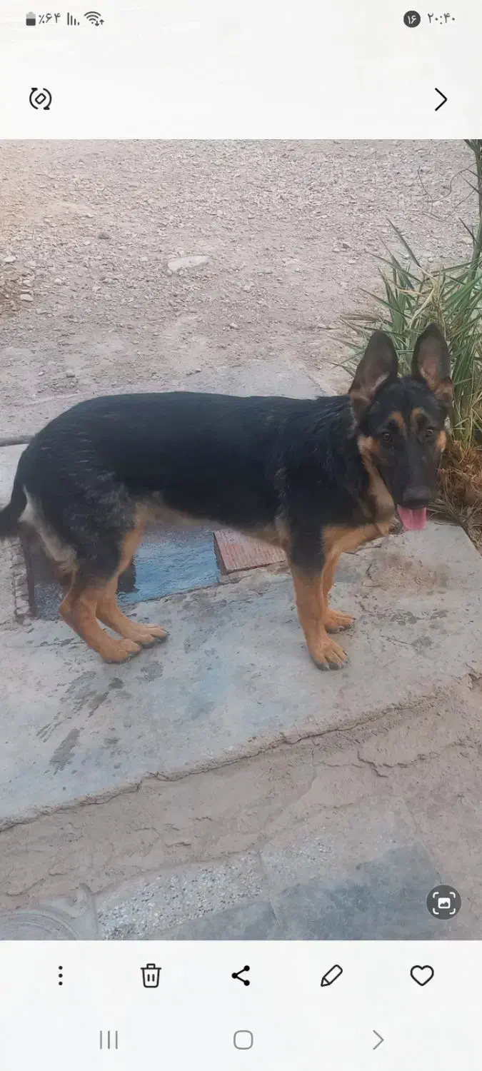 سگ ژرمن نر و ماده|سگ|کرمان, |دیوار