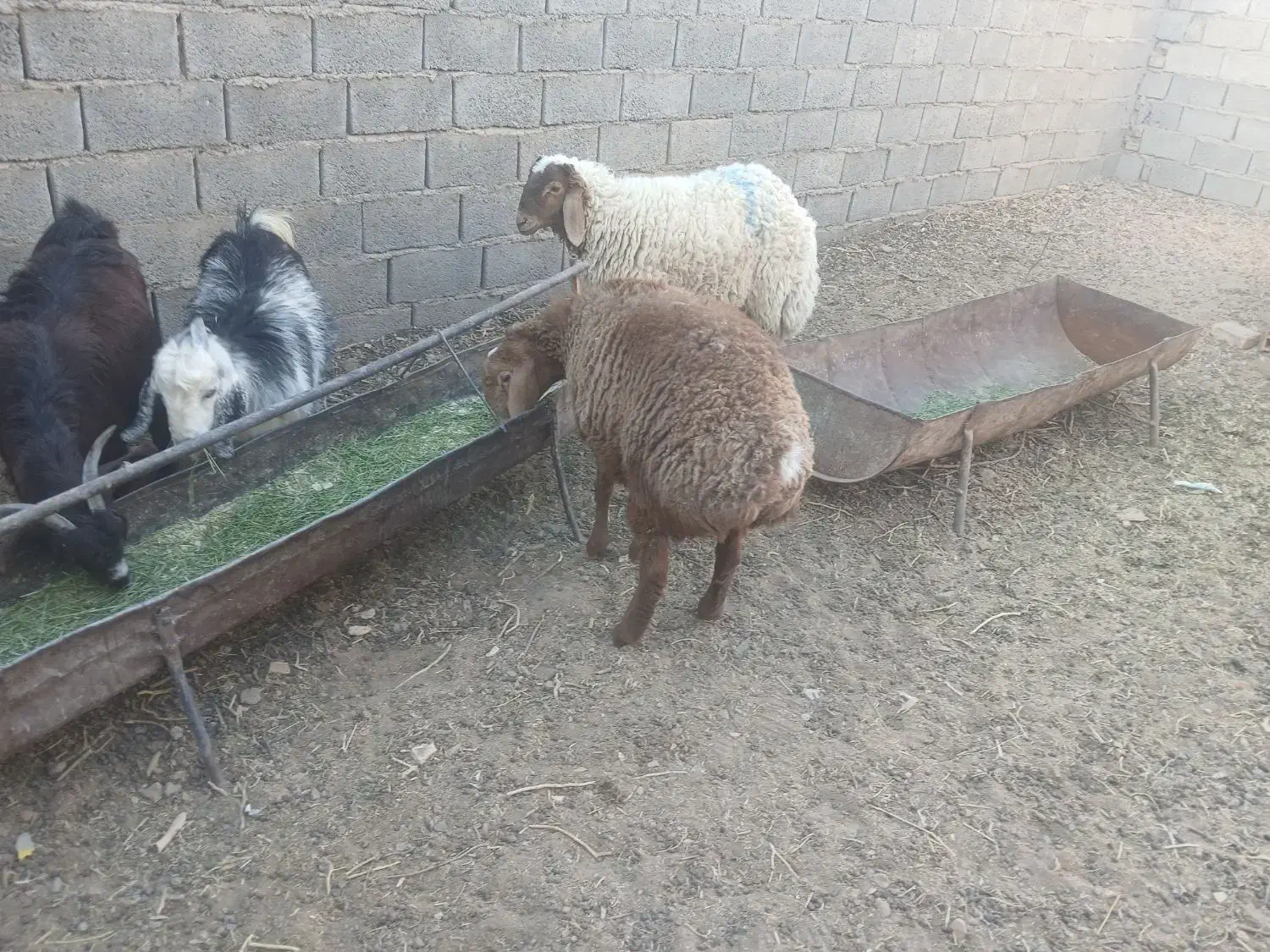 بره فروشی عروسک کله بور نر.وبورماده ست|حیوانات مزرعه|سرایان, |دیوار