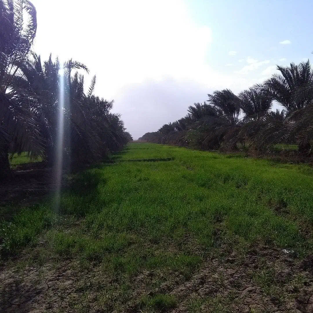 فروش زمین کشاورزی ،اجاره،تجاری، صنعتی|فروش دفتر صنعتی، کشاورزی، تجاری|اهواز, گلستان|دیوار