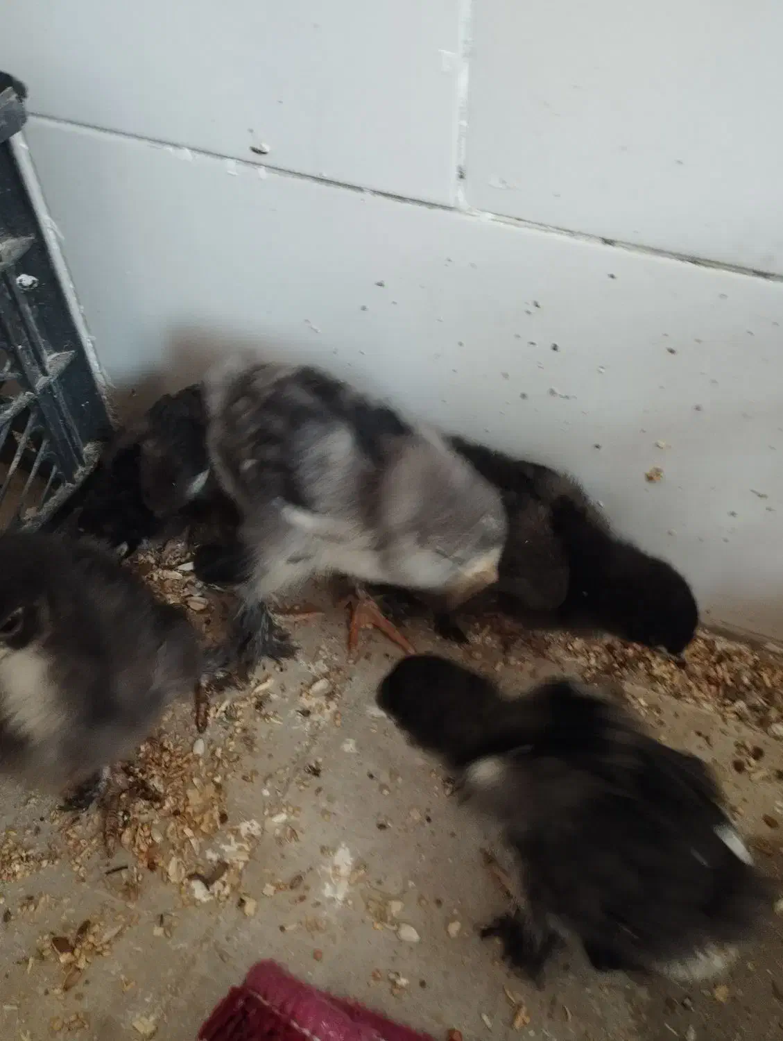 مرغ زینتی.عروش هلندی . کوتوله|پرنده|مرودشت, ثبت احوال|دیوار