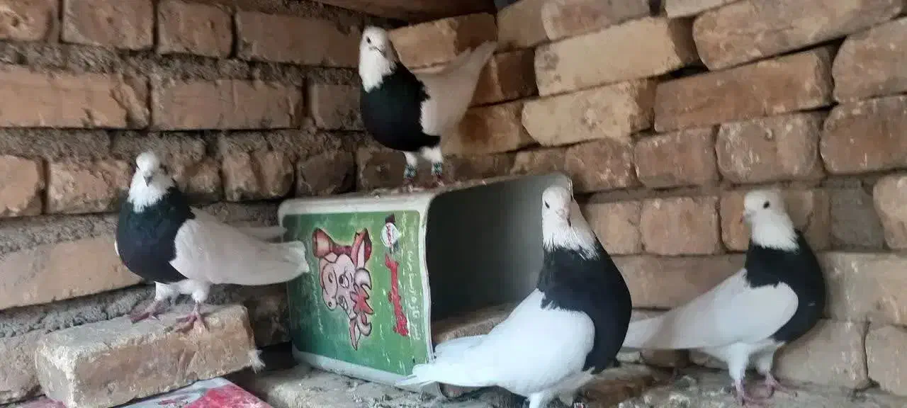 کبوتر|پرنده|ورزنه, |دیوار