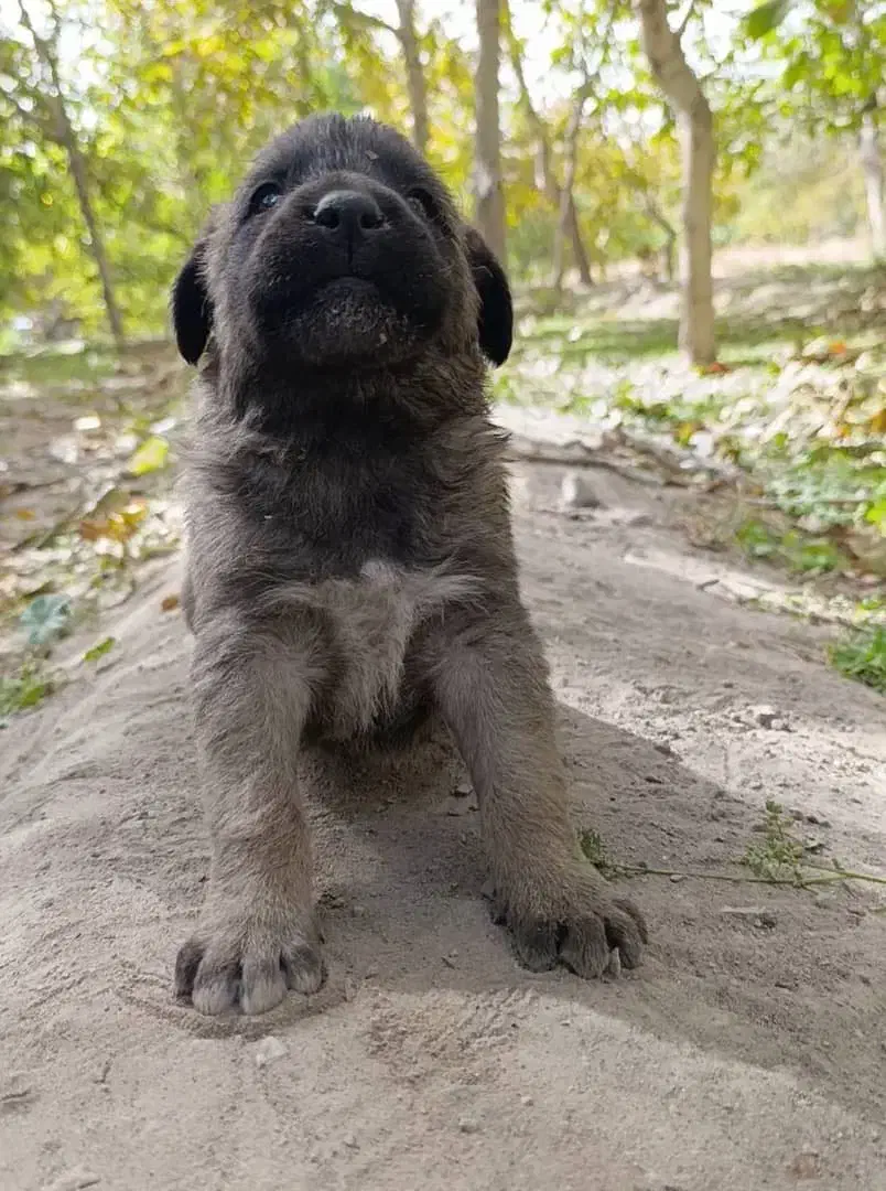 توله**سگ اصیل *سرابی|سگ|مشهد, هفده شهریور|دیوار