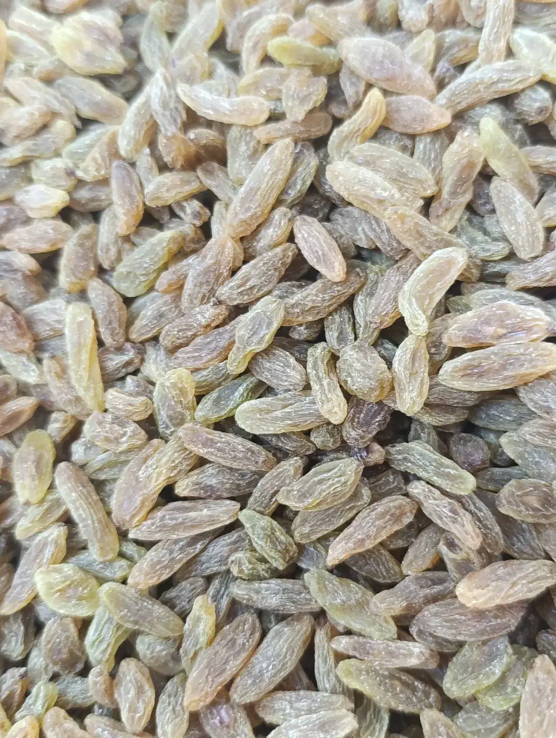 کشمش سبز کاشمری سفارشی اعلا|خوردنی و آشامیدنی|اصفهان, سودان|دیوار