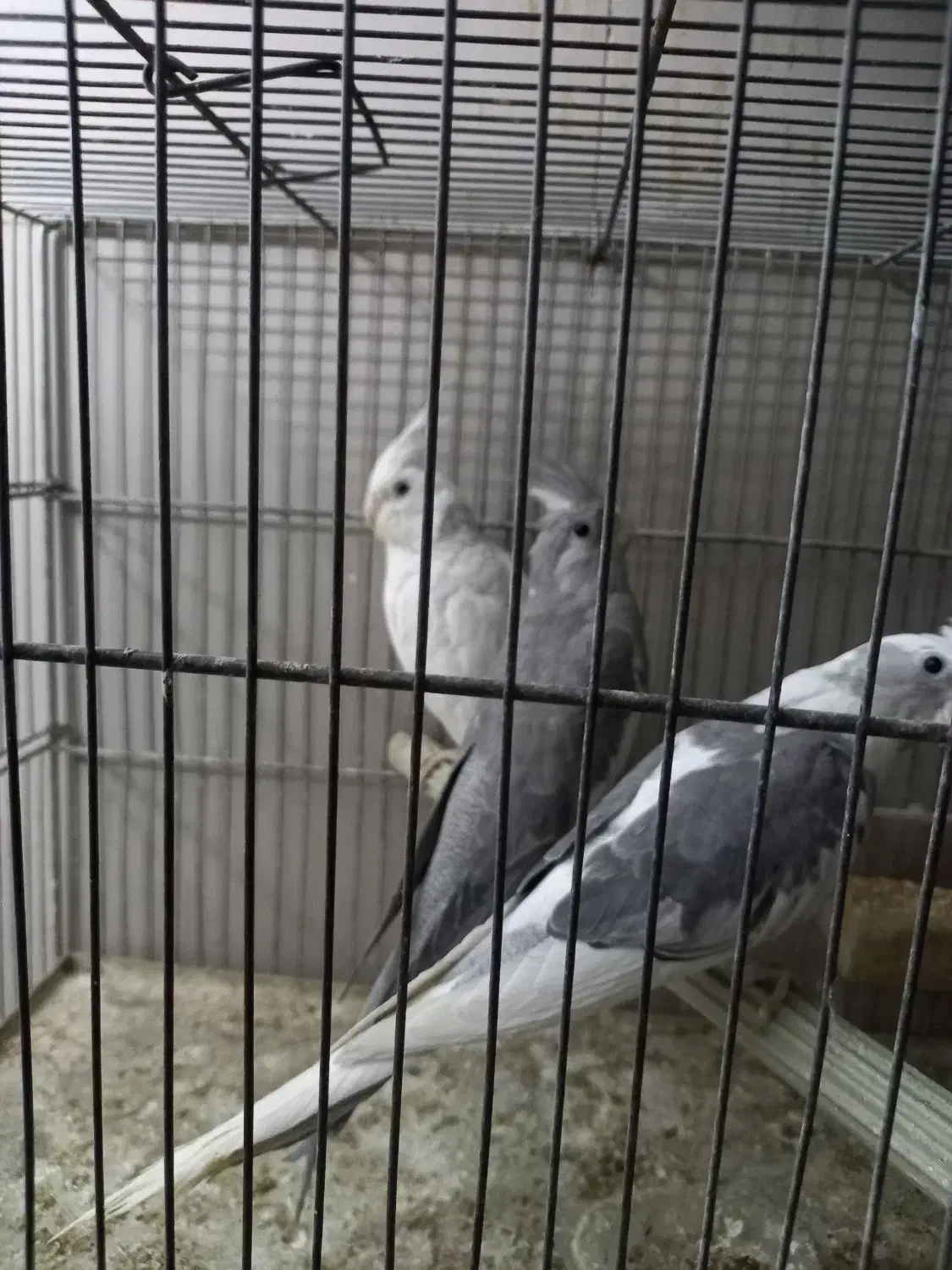 عروس هلندی|پرنده|کرج, اخترآباد|دیوار