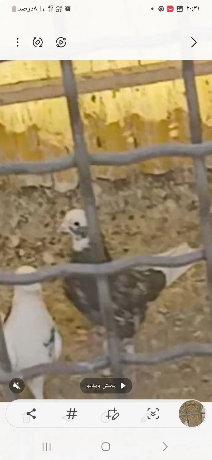 هما|پرنده|تهران, مینابی|دیوار