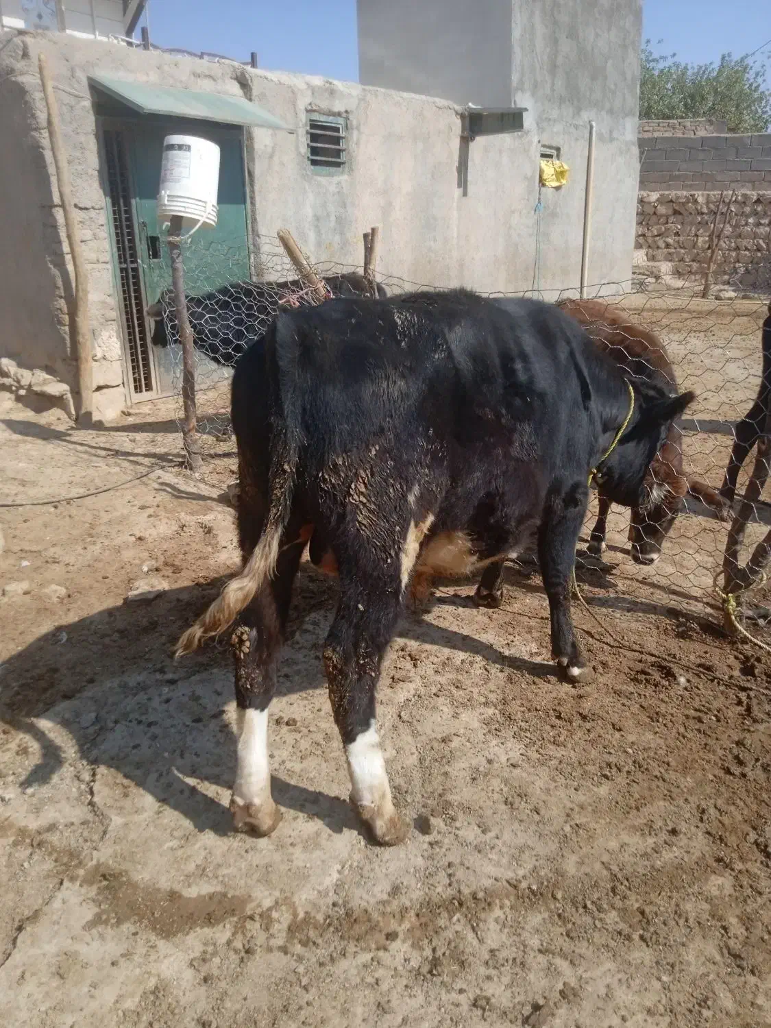 گوساله نر|حیوانات مزرعه|کوهدشت, |دیوار