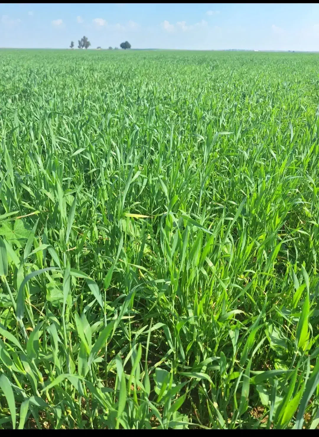 زمین کشاورزی|فروش زمین و ملک کلنگی|جرقویه, |دیوار