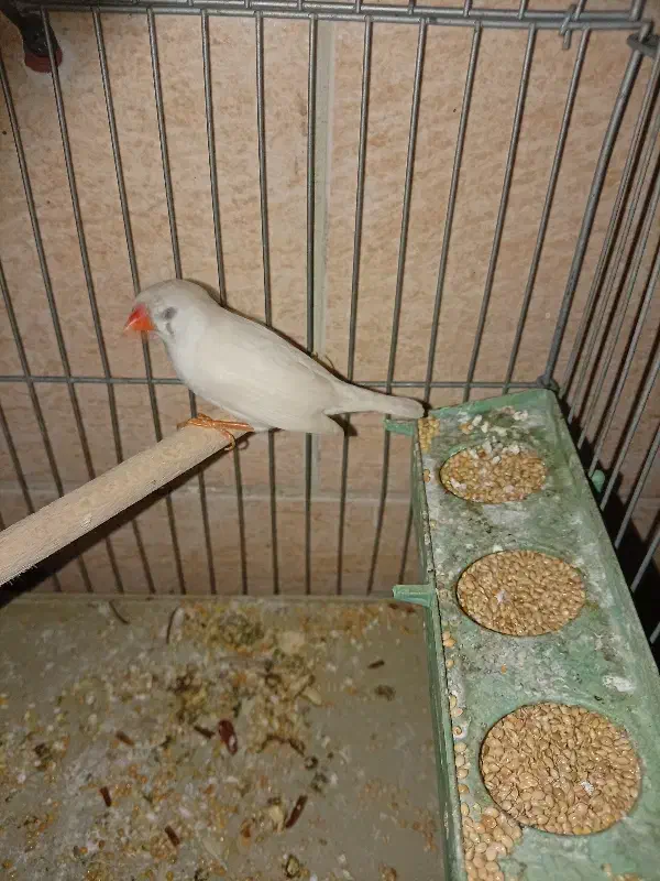 فنچ ماده|پرنده|شیراز, شهرک قمشه|دیوار