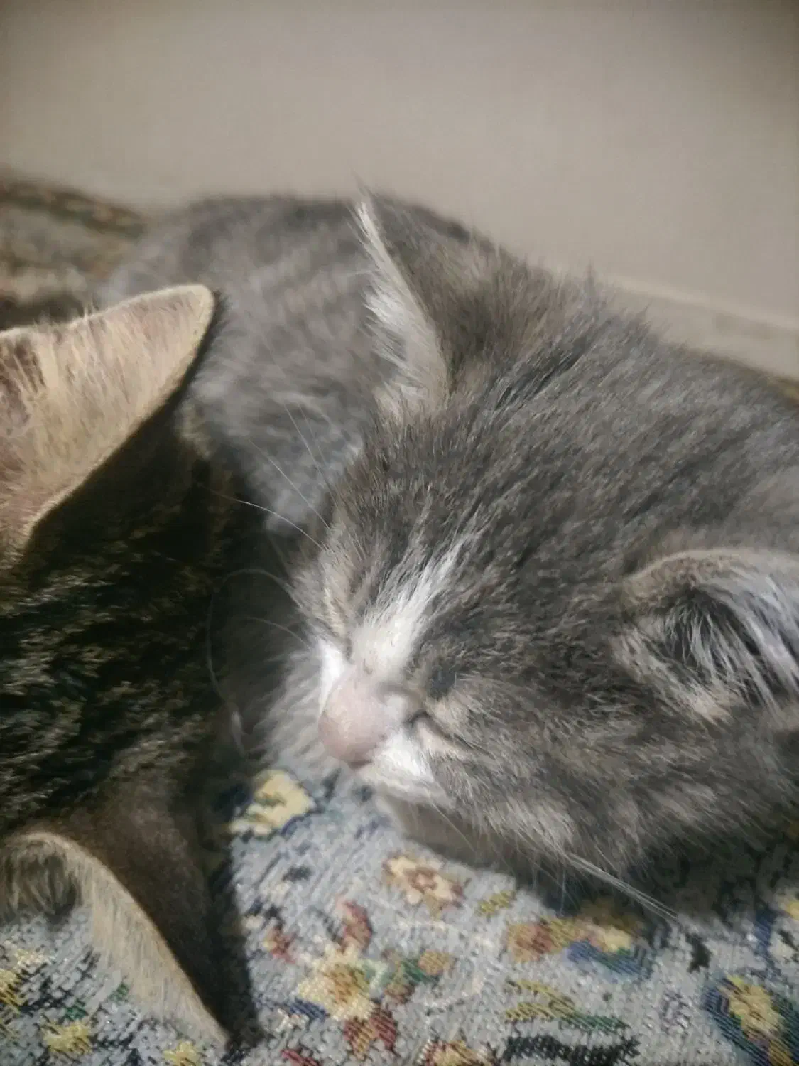 واگذاری بچه گربه و یک گربه تاکسیدو|گربه|ارومیه, |دیوار