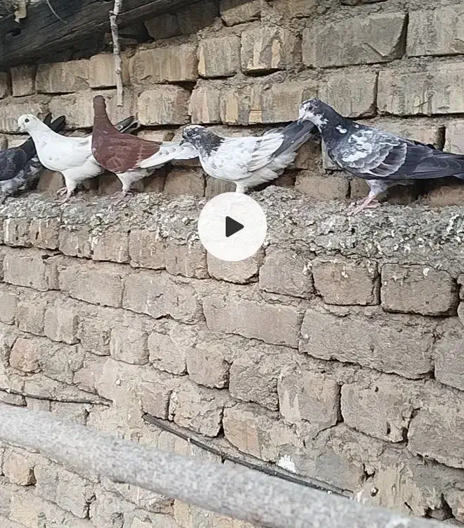 کبوتر|پرنده|خوانسار, |دیوار