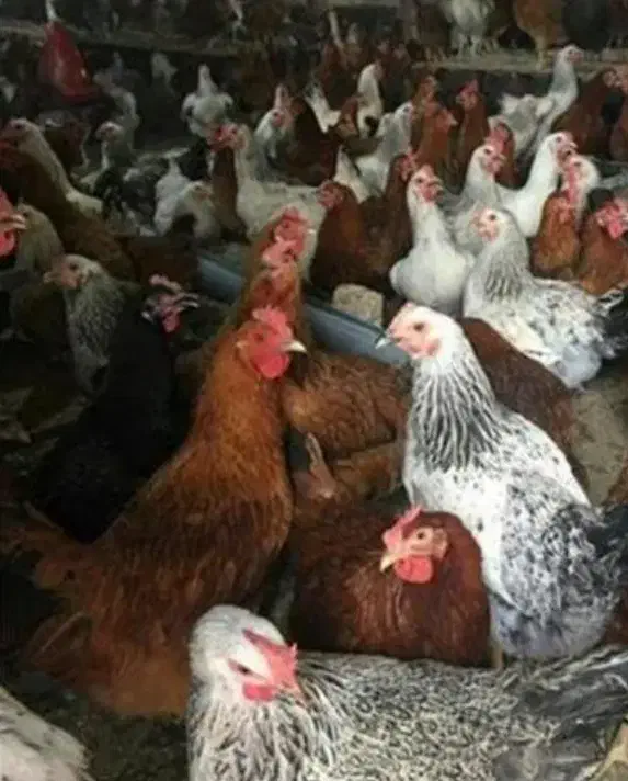 فروش جوجه گلپایگان ۶ماهه|حیوانات مزرعه|گرمی, |دیوار