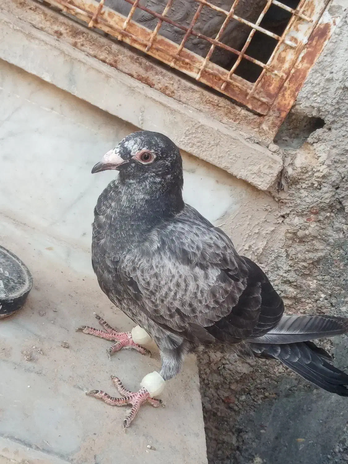 کبوتر بزک|حیوانات|داراب, |دیوار