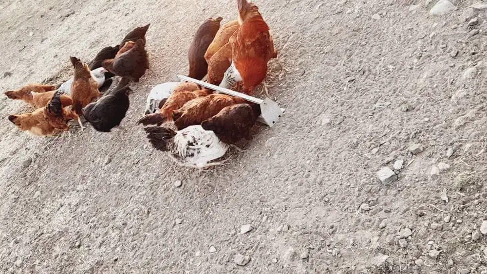 جوجه های فره|حیوانات مزرعه|مرادلو, |دیوار