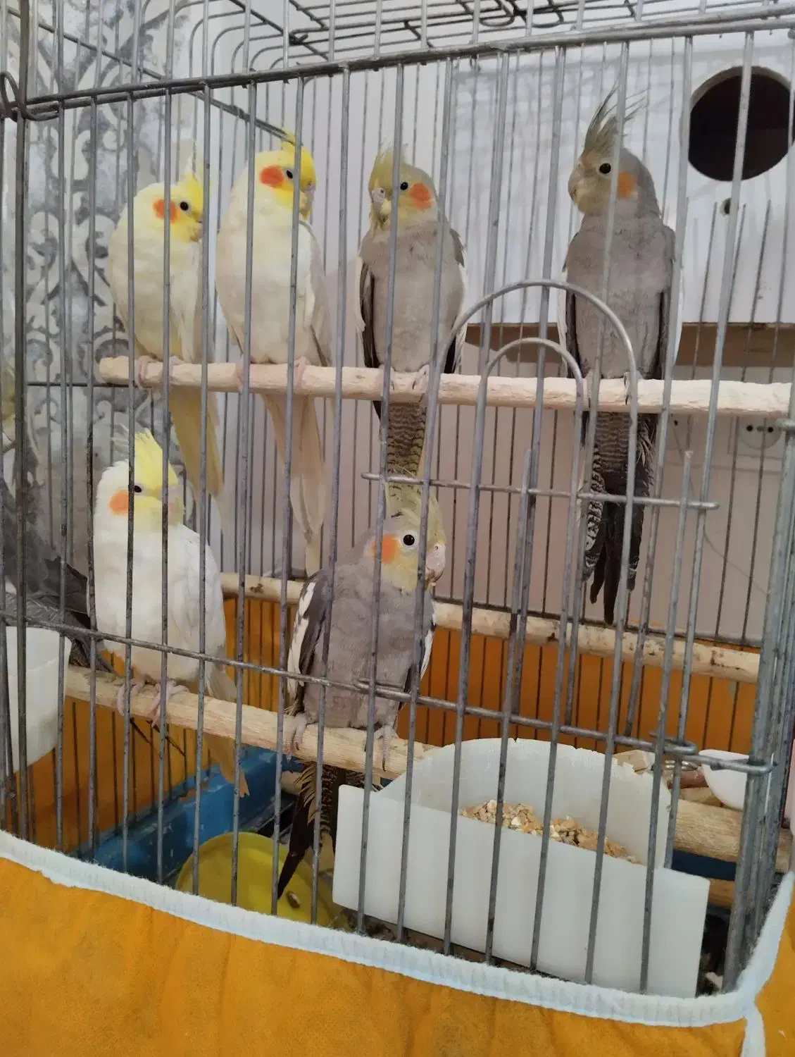 عروس هلندی ، سخنگو|پرنده|اسلام‌شهر, شهرک قائمیه|دیوار