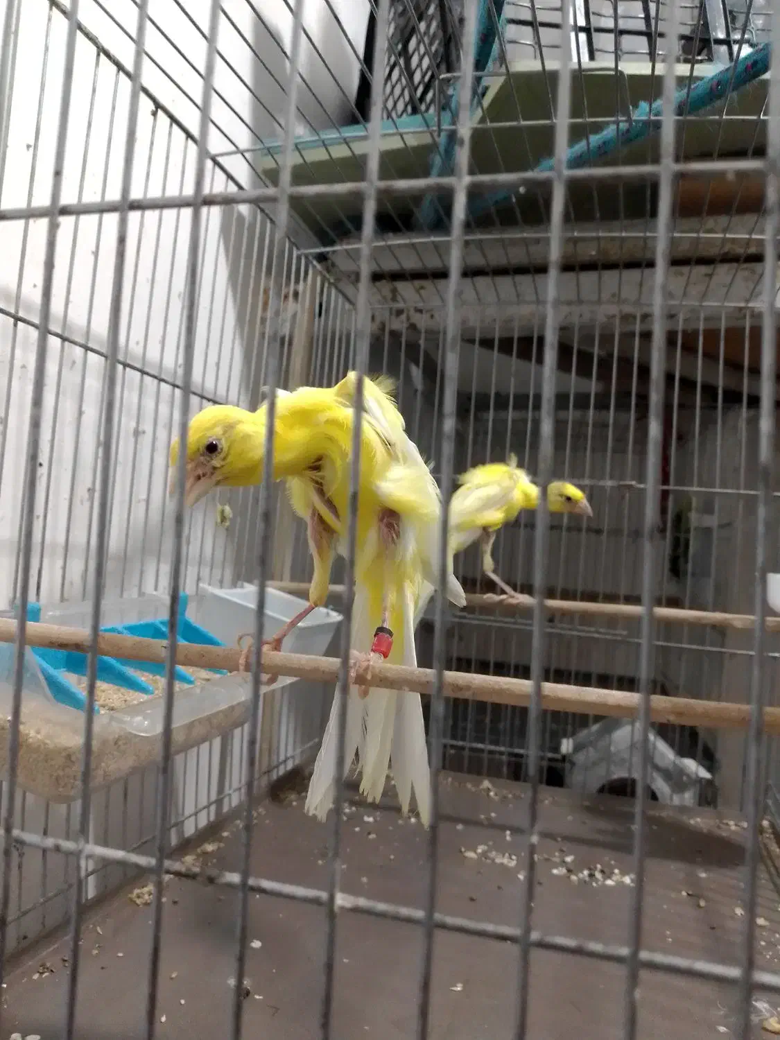 قناری جیور..|پرنده|قم, شهرک فاطمیه|دیوار