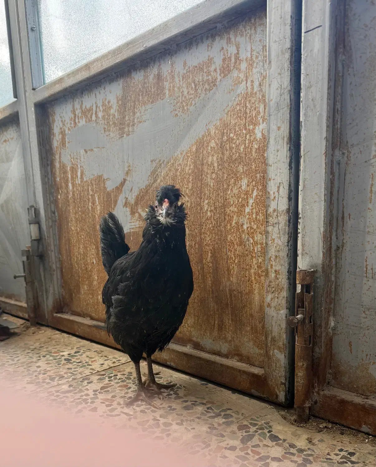 مرغ و خروس گلین|حیوانات مزرعه|فرخ‌شهر, |دیوار