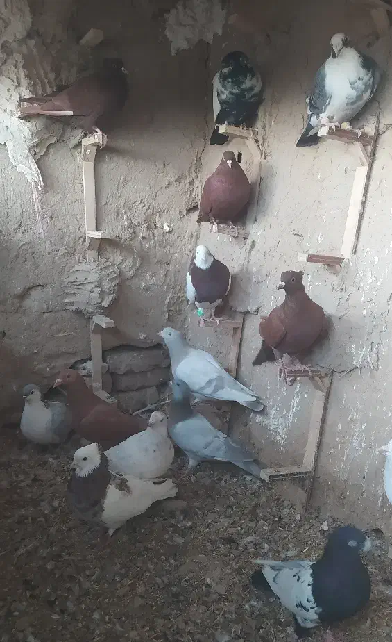 کفتر یا کبوتر|پرنده|مشهد, شهرک صنعتی توس|دیوار