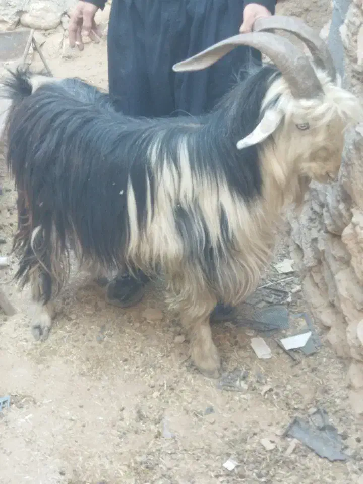 پازن فروشی|حیوانات مزرعه|لردگان, |دیوار