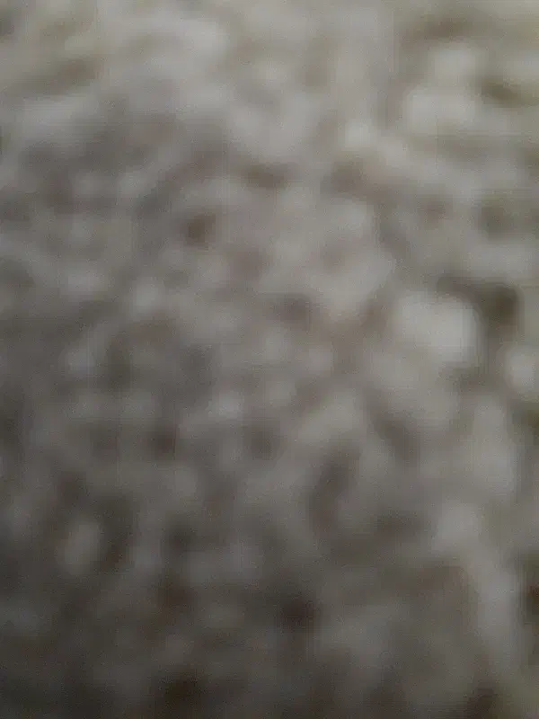 فروش فوری|موکت|اهواز, سخیریه|دیوار