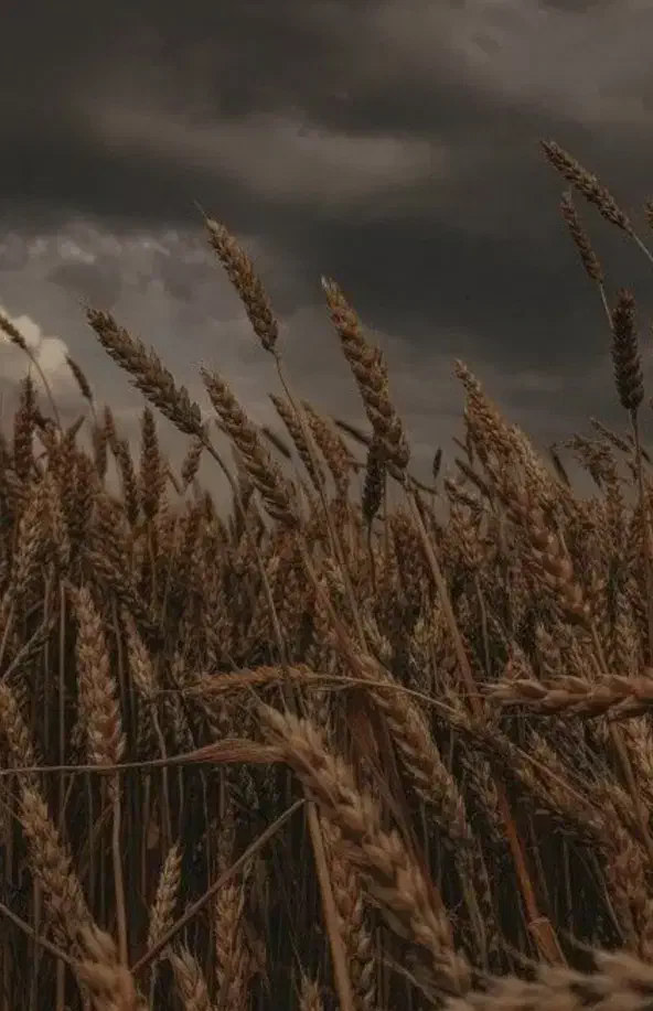 پیدا شده|اشیا|نورآباد, |دیوار