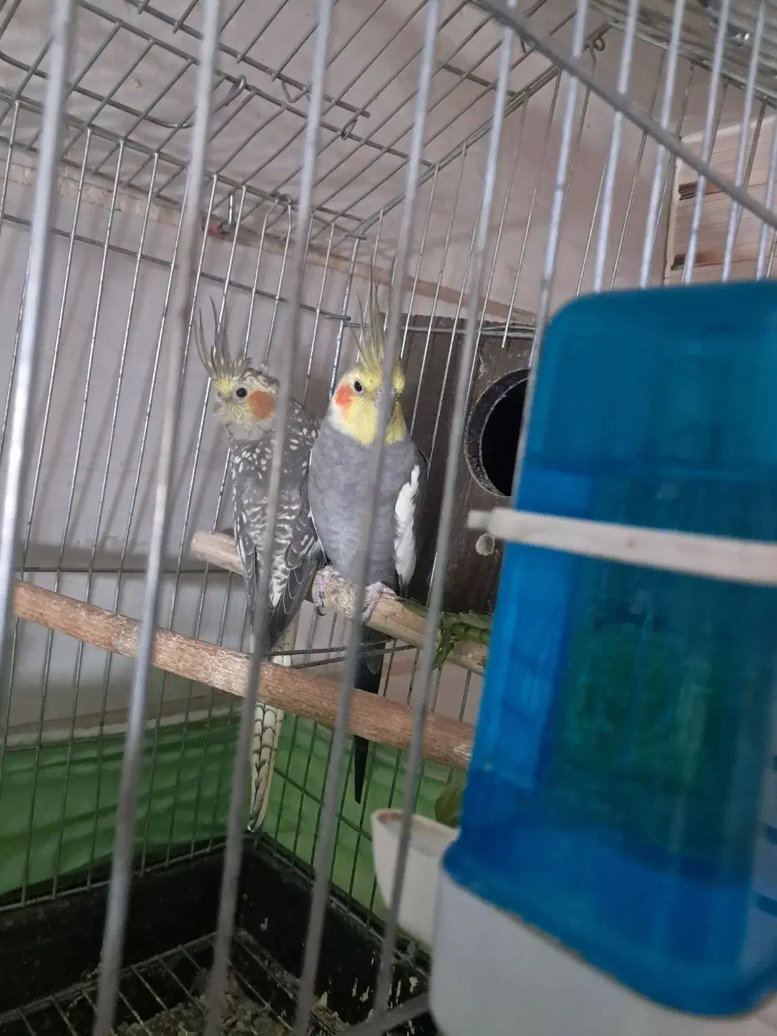 فروش عروس هلندی نر و ماده با قفس|پرنده|محمدیه-قزوین, |دیوار