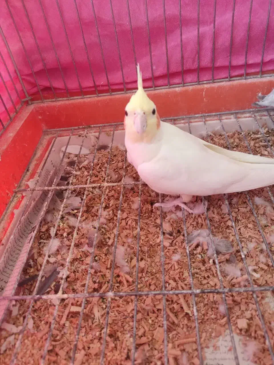 جفت عروس هلندی بالغ|پرنده|شاهین‌شهر, خانه کارگر|دیوار