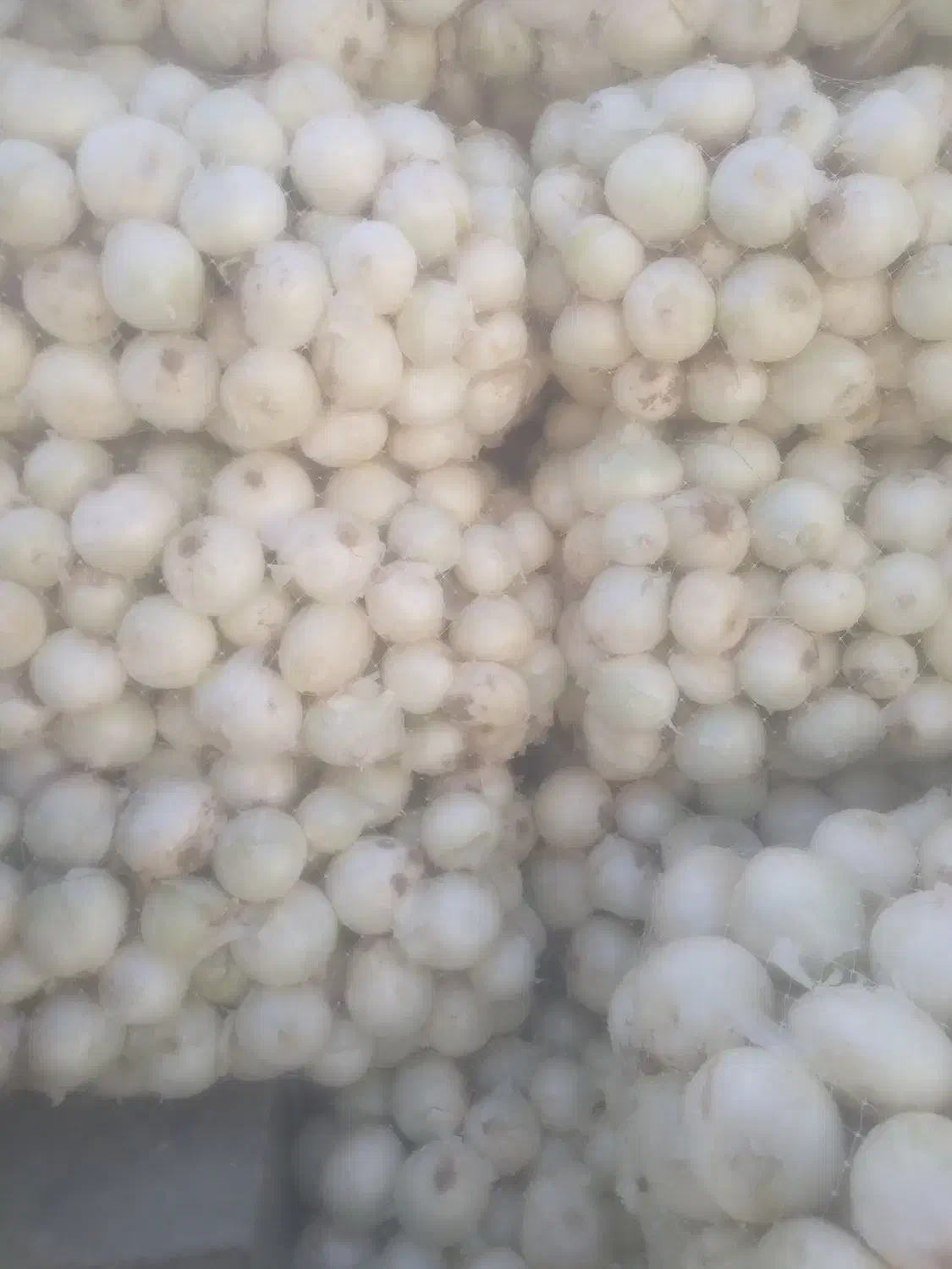 پیاز|خوردنی و آشامیدنی|قهدریجان, |دیوار