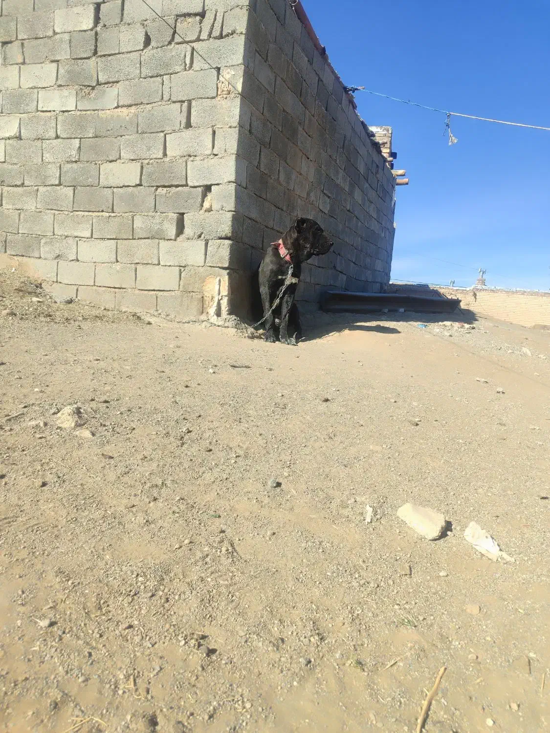 توله ده ماه|سگ|تربت جام, جلگه موسی آباد|دیوار