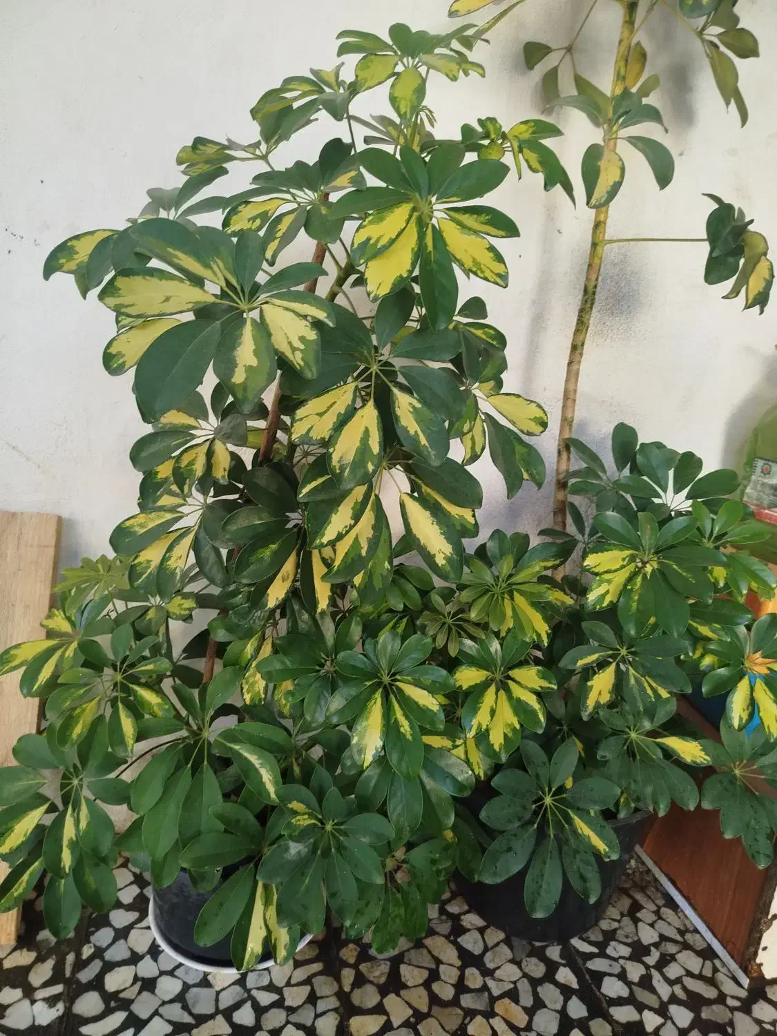 برگ انجیری|گل و گیاه طبیعی|رشت, عینک|دیوار