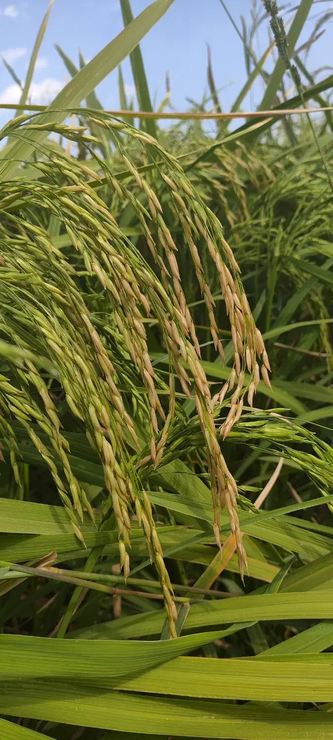 برنج فجر سوزنی محلی درجه یک باطعم وعطر|خوردنی و آشامیدنی|کوهدشت, |دیوار