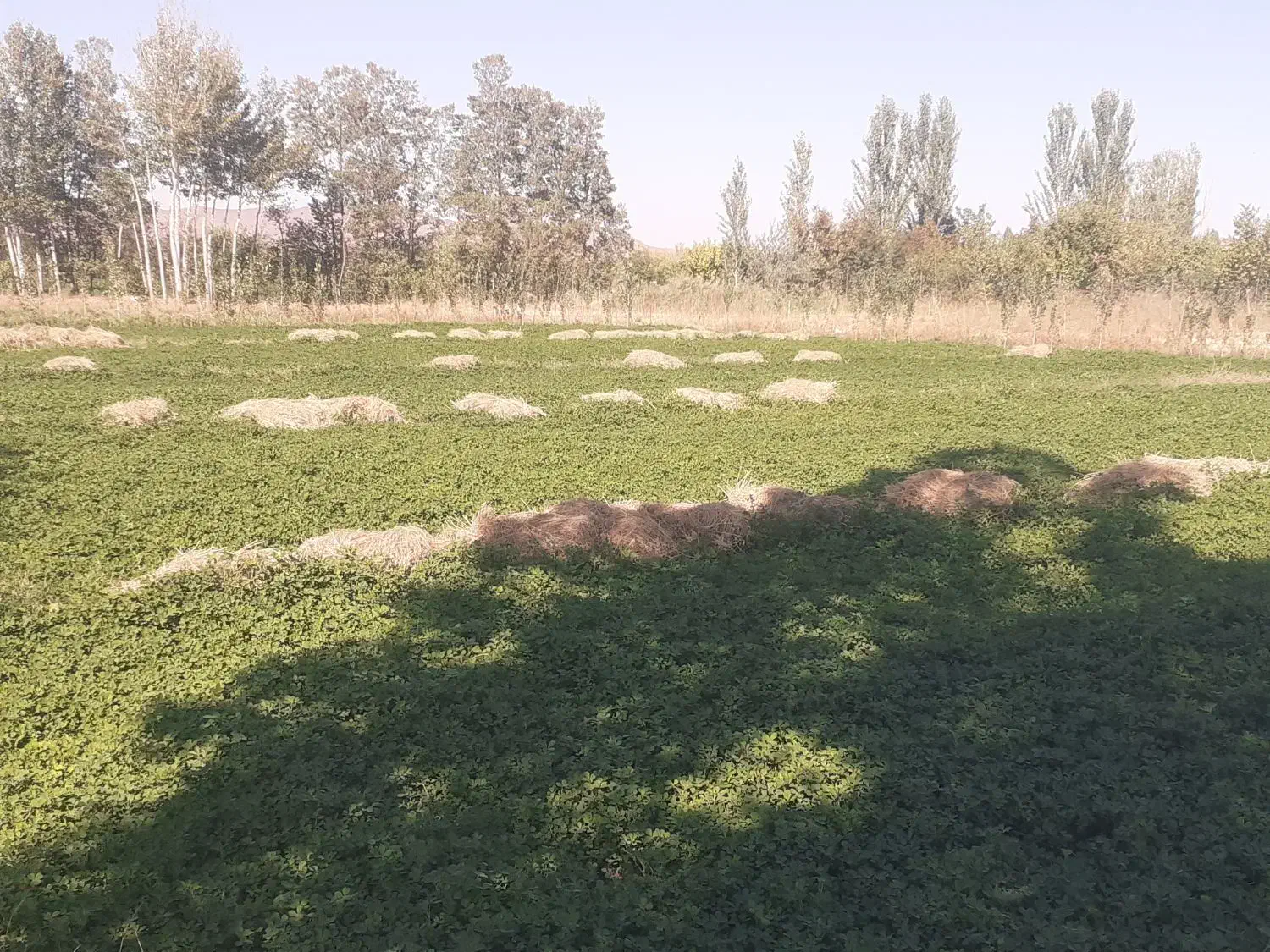 فروش ۶۵ عدد یونجه خوب|لوازم جانبی حیوانات|خوی, |دیوار