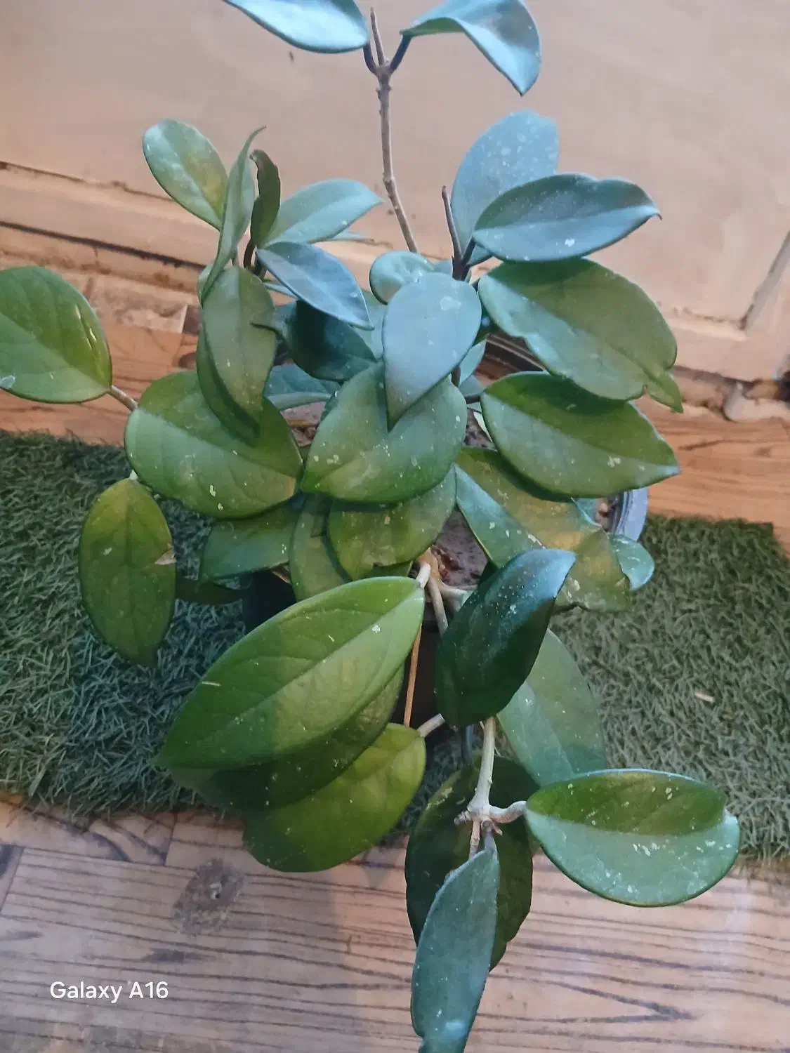 هویا|گل و گیاه طبیعی|آباده, |دیوار